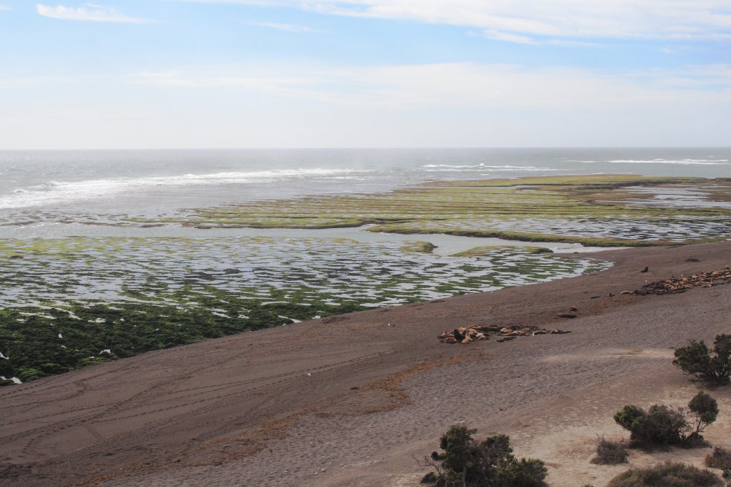 21-At high tide orkas are trying to catch a sea-lion.jpg - At high tide orkas are trying to catch a sea-lion